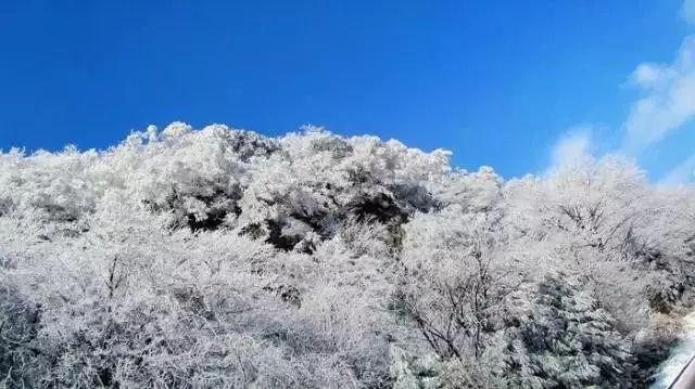 中储粮网2024年1月30日玉米竞价交易结果