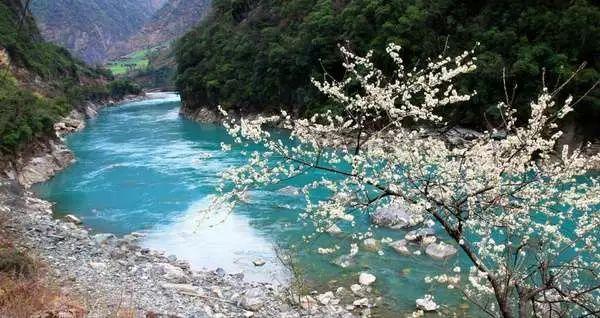 生长在“华夏东极”的蔓越莓,种子竟然是“天选”的!